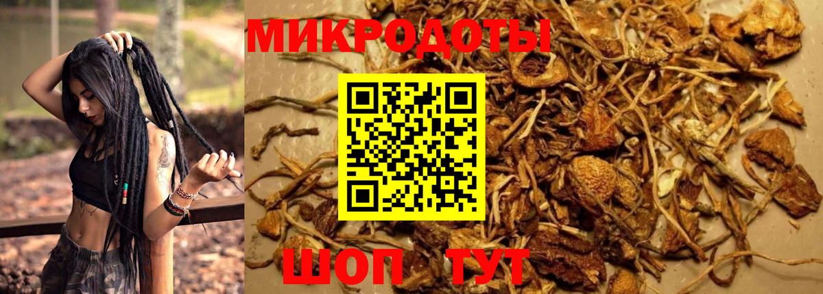 Псилоцибиновые грибы Psilocybe Знаменск