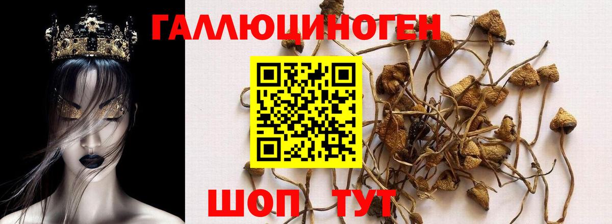 Знаменск  Псилоцибиновые грибы прущие грибы  Вход с VPN  Галлюциногенные грибы Psilocybe 